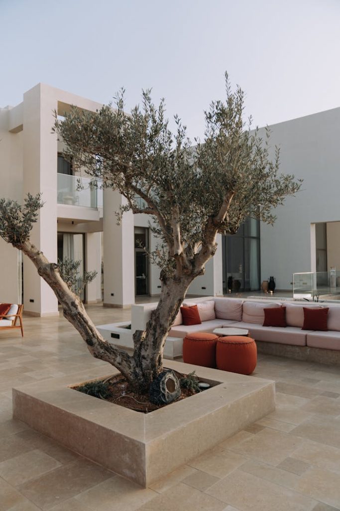 willow-on-a-patio-and-modern-architecture-10610727 Elegant modern patio with an olive tree and comfortable seating area, highlighting contemporary architecture.